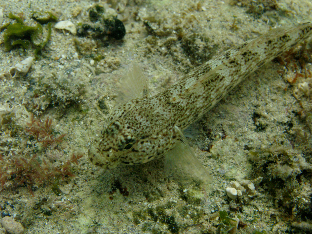 Gobius bucchichi (Ghiozzo rasposo)